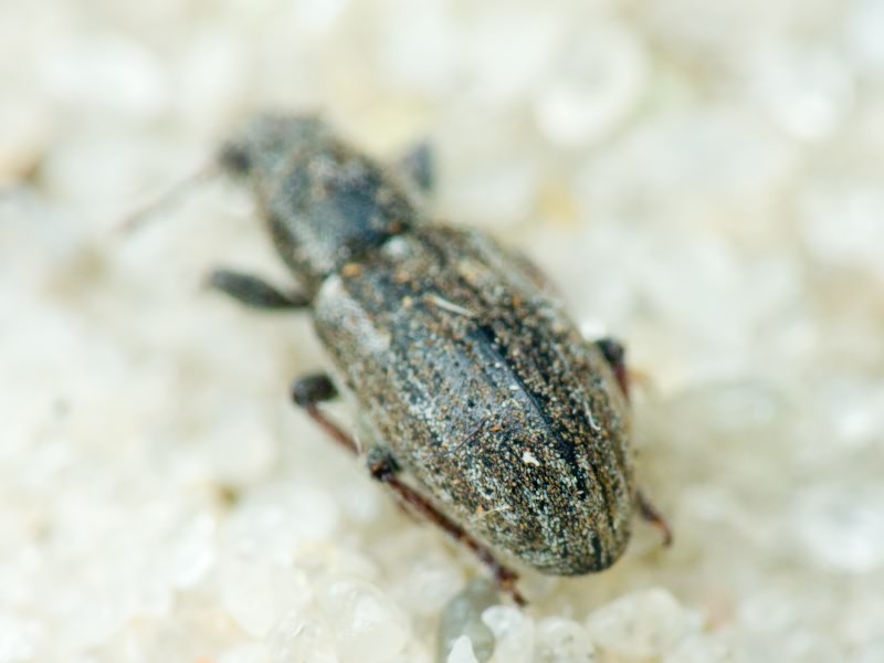 Sitona inops Gyllenhal, 1832